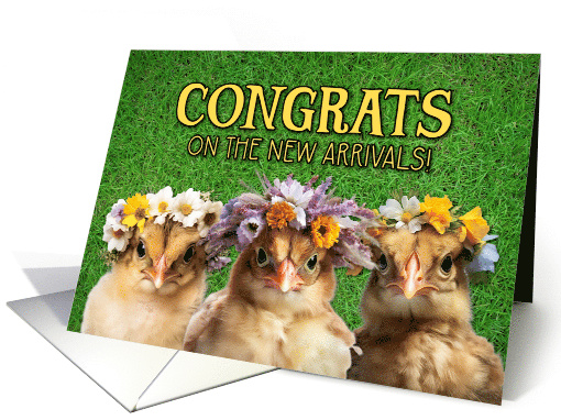 New Pet Chickens Congrats card (1767716)