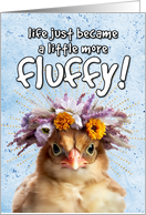 New Pet Chickens Fluffy card