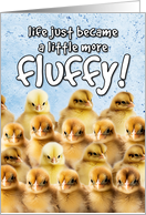 New Pet Chicken Fluffy card