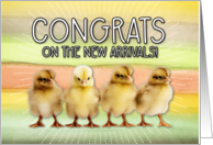 New Pet Chickens Congrats card