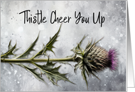 Thistle Cheer You Up...