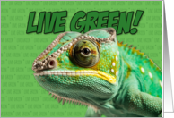 Live Green Chameleon