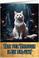White Cat Halloween