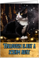 Tuxedo Cat Halloween card
