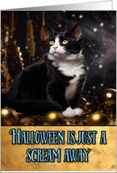 Tuxedo Cat Halloween