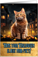 Ginger Cat Halloween