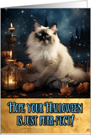 Birman Cat Halloween