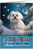 Maltese O Holy Night...