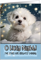 Bichon Fris O Holy Night Christmas card
