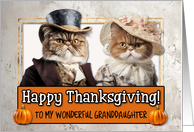 Granddaughter Thanksgiving Pilgrim Exotic Shorthair Cat couple card
