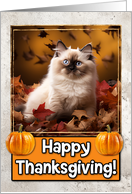 Ragdoll Kitten Happy Thanksgiving card