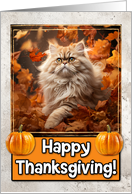 Persian Cat Happy Thanksgiving card