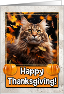 Maine Coon Cat Happy Thanksgiving card