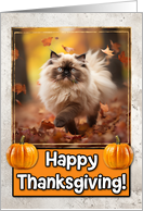 Himalayan Cat Happy Thanksgiving card