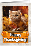 Exotic Shorthair Cat Happy Thanksgiving card