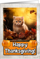 Exotic Shorthair Kitten Happy Thanksgiving card