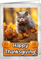 British Shorthair Cat Happy Thanksgiving card