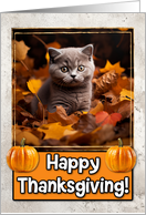 British Shorthair Kitten Happy Thanksgiving card