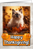 Birman Kitten Happy Thanksgiving card