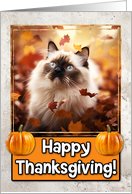 Birman Cat Happy...