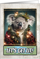Koala Let's get Lit...