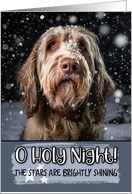 Spinone Italiano O Holy Night Christmas card