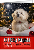 Coton de Tulear O Holy Night Christmas card