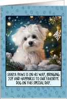 Bolognese Dog Christmas card