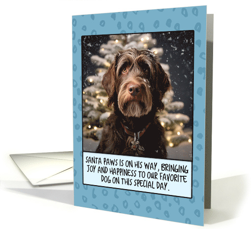 Wirehaired Pointing Griffon Christmas card (1803870)