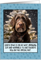 Wirehaired Pointing Griffon Christmas card