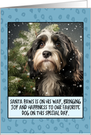 Tibetan Terrier...