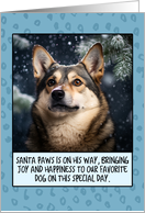 Swedish Vallhund Christmas card
