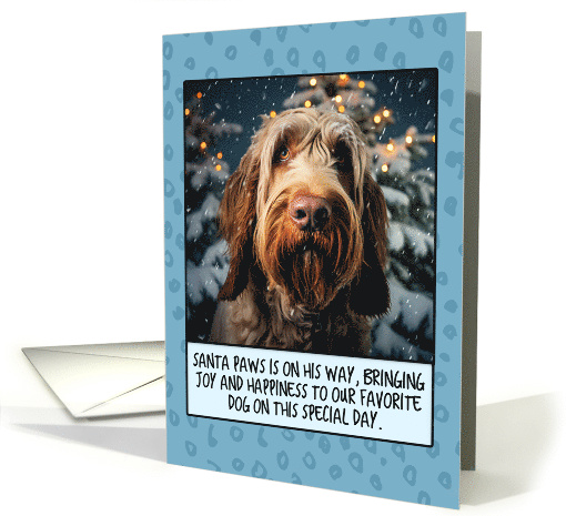 Spinone Italiano Christmas card (1803898)