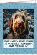 Spinone Italiano Christmas card