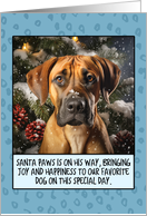 Rhodesian Ridgeback Christmas card