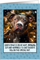 Pit Bull Christmas card