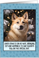 Norwegian Buhund Christmas card