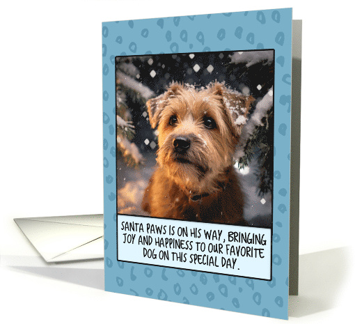 Norfolk Terrier Christmas card (1804480)