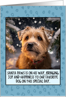 Norfolk Terrier Christmas card