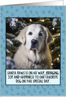 Kuvasz Christmas card