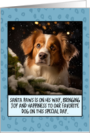 Kooikerhondje Christmas card