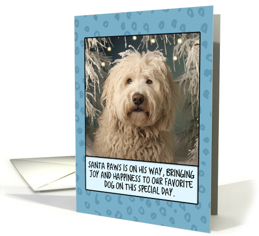 Komondor Christmas card (1804508)