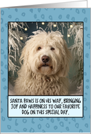 Komondor Christmas card