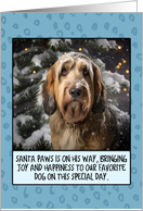 Grand Basset Griffon Vendeen Christmas card