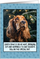 Cocker Spaniel Christmas card