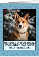 Canaan Dog Christmas card