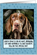 Bracco Italiano Christmas card