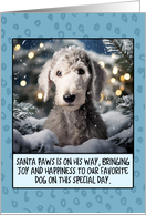 Bedlington Terrier...