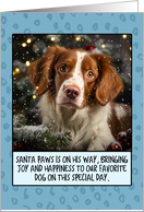 Brittany Spaniel Christmas card