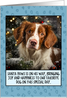 Brittany Spaniel...